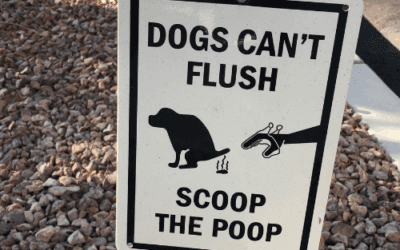 The Benefits of Professional Pet Waste Removal in Rochester, NY (and Why Your Yard Needs It)