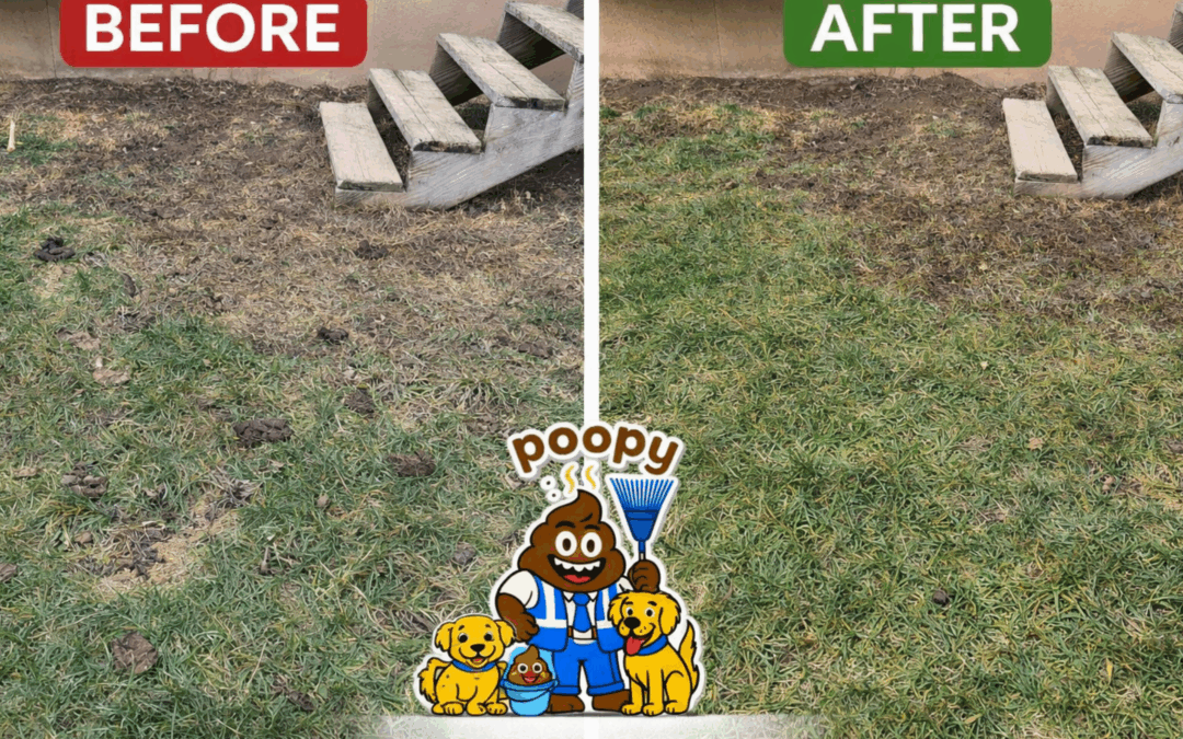 Before and after dog poop yard cleanup by Poopy Monster showing pet waste removal results in a residential lawn in Rochester NY