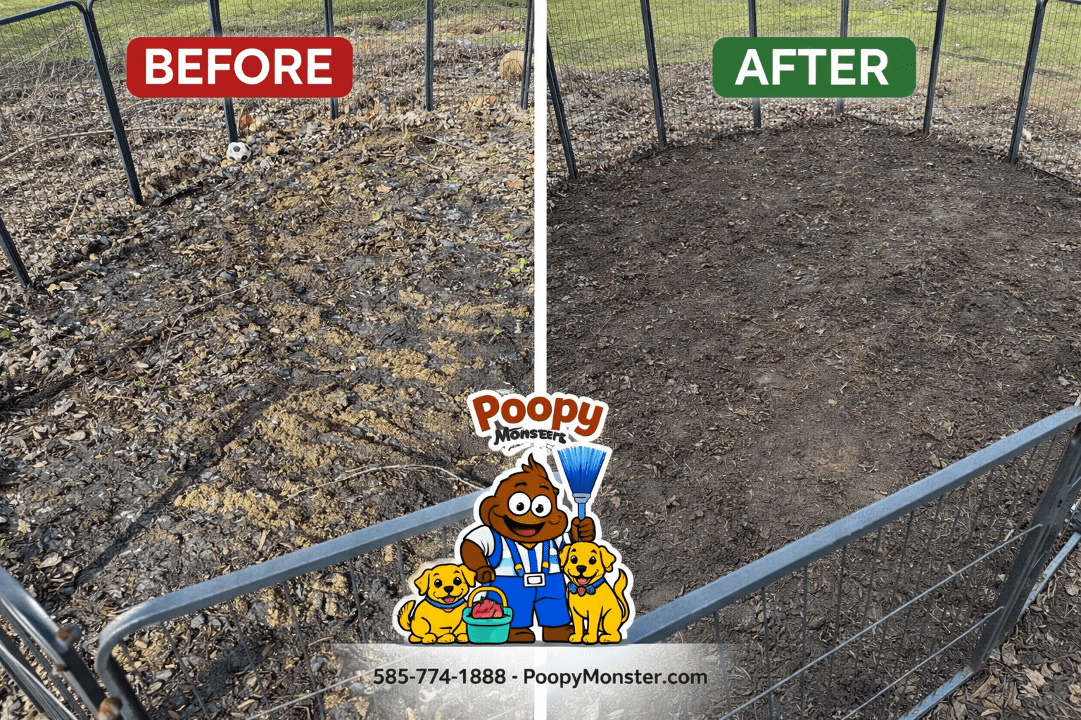 Before and after dog poop cleanup in a fenced backyard by Poopy Monster pet waste removal service in Rochester NY